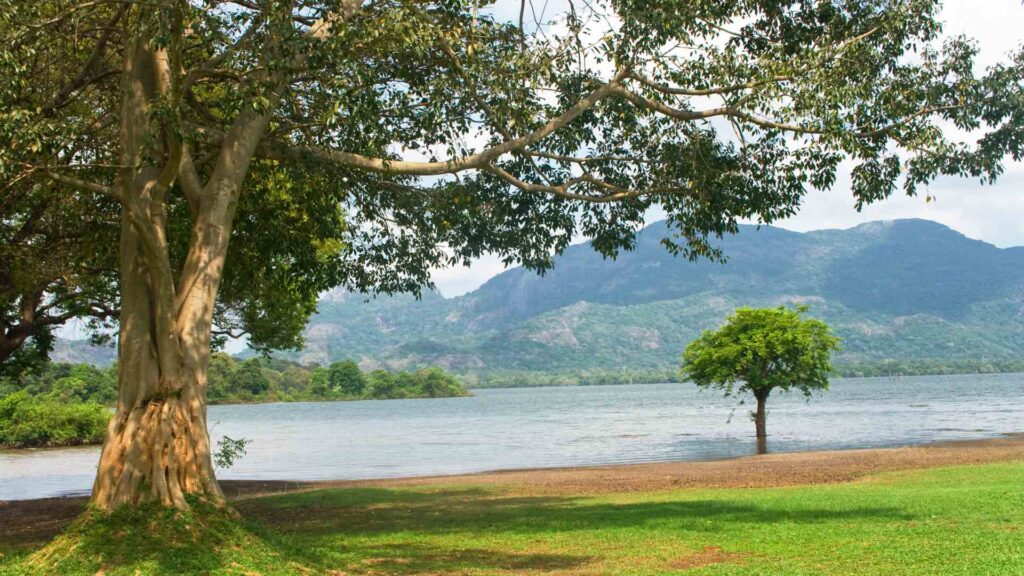 kandalama lake